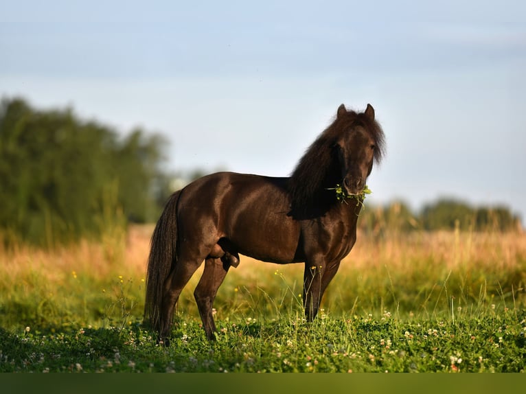 American Miniature Horse Wallach 4 Jahre 85 cm Rappe in Feldkirchen-Westerham