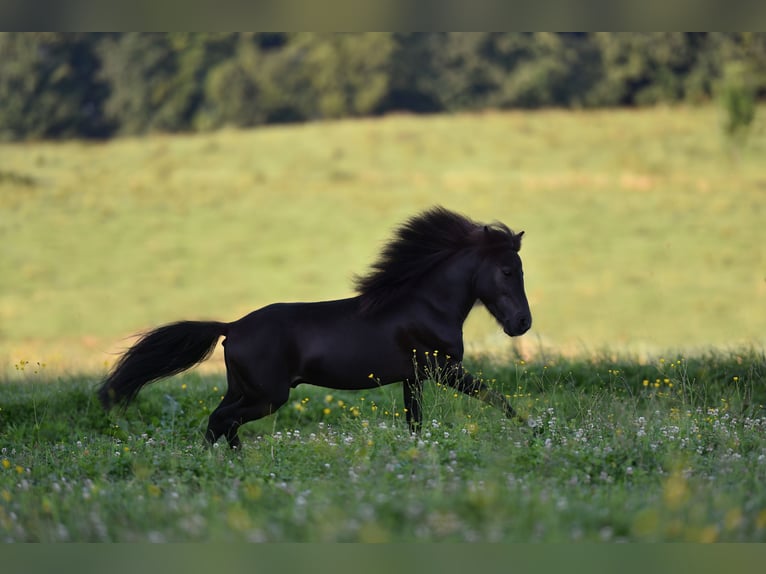American Miniature Horse Wallach 4 Jahre 85 cm Rappe in Feldkirchen-Westerham