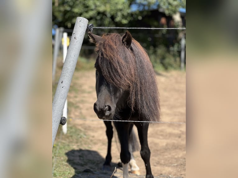 American Miniature Horse Wallach 4 Jahre 85 cm Schecke in Heinsdorfergrund