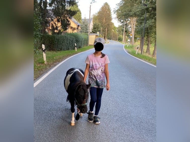 American Miniature Horse Wallach 4 Jahre 85 cm Schecke in Heinsdorfergrund