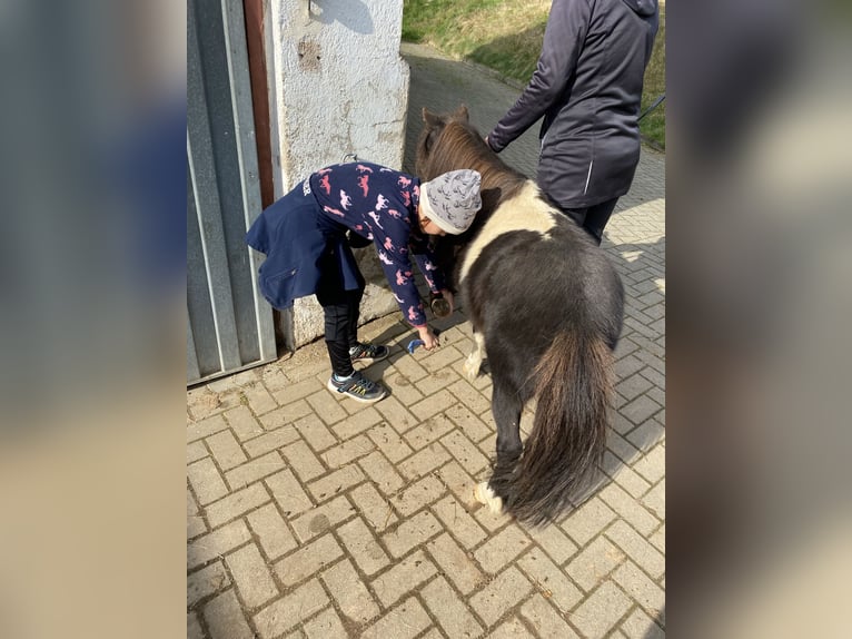 American Miniature Horse Wallach 4 Jahre 85 cm Schecke in Heinsdorfergrund