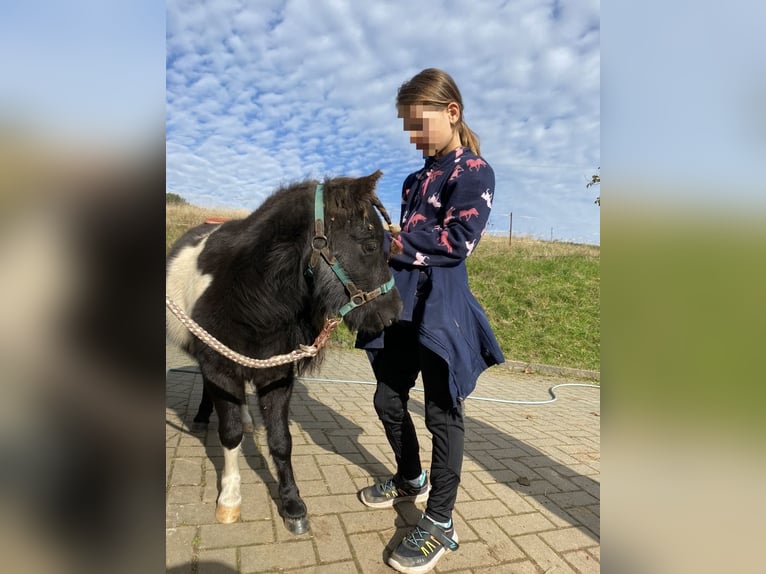 American Miniature Horse Wallach 4 Jahre 85 cm Schecke in Heinsdorfergrund