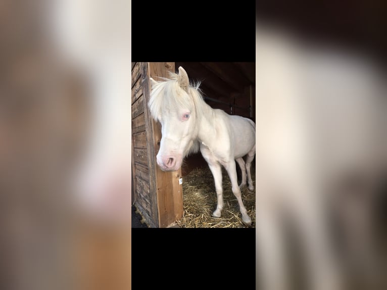 American Miniature Horse Wallach 4 Jahre Perlino in Zürich
