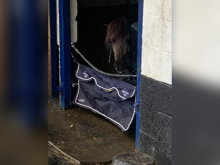 American Miniature Horse Wallach 5 Jahre 81 cm Rappe in Cheltenham