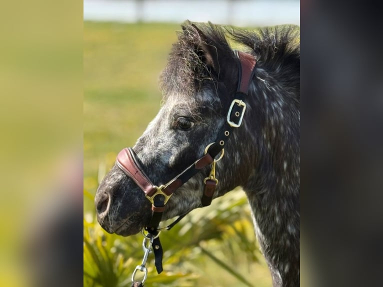 American Miniature Horse Wallach 6 Jahre 107 cm Tigerschecke in Weissach