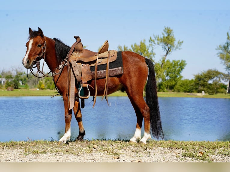 American Miniature Horse Wallach 6 Jahre 86 cm Rotbrauner in Corsica