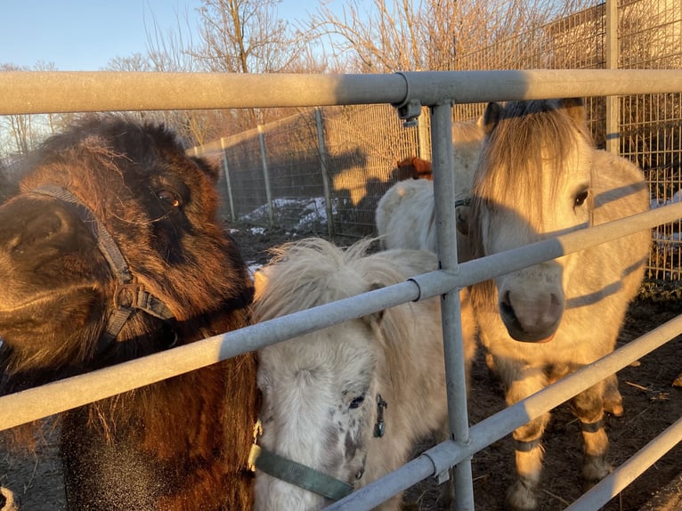 American Miniature Horse Wallach 7 Jahre 100 cm Tigerschecke in Fröndenberg