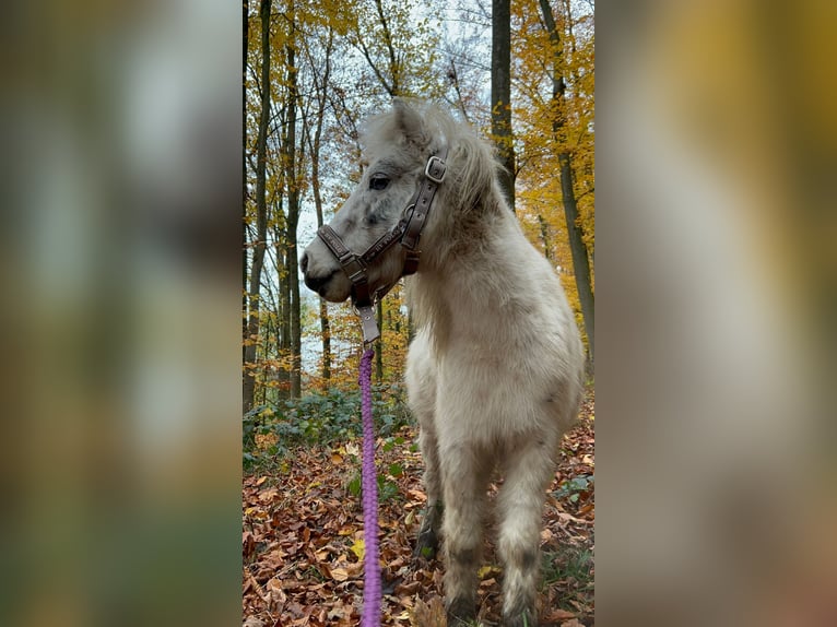 American Miniature Horse Wallach 7 Jahre 100 cm Tigerschecke in Fröndenberg