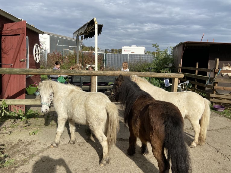 American Miniature Horse Wallach 7 Jahre 100 cm Tigerschecke in Fröndenberg