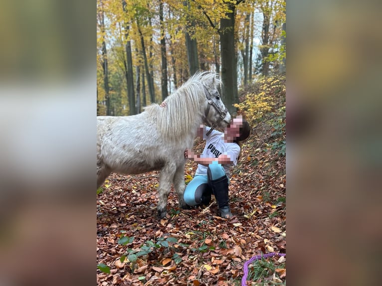 American Miniature Horse Wallach 7 Jahre 100 cm Tigerschecke in Fröndenberg