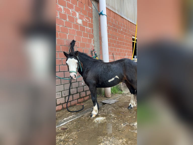 American Miniature Horse Wallach 7 Jahre 90 cm Schecke in Lindlar