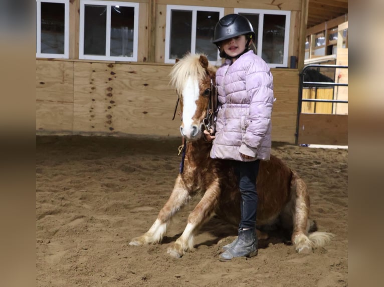 American Miniature Horse Wallach 7 Jahre Roan-Red in Howell, MI