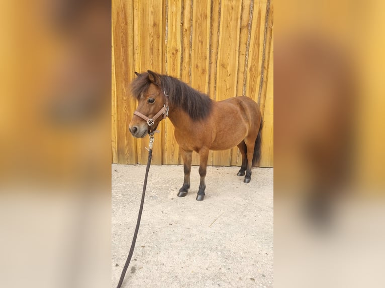 American Miniature Horse Wallach 8 Jahre 88 cm Brauner in Möckern