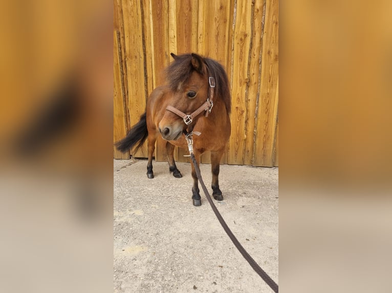 American Miniature Horse Wallach 8 Jahre 88 cm Brauner in Möckern