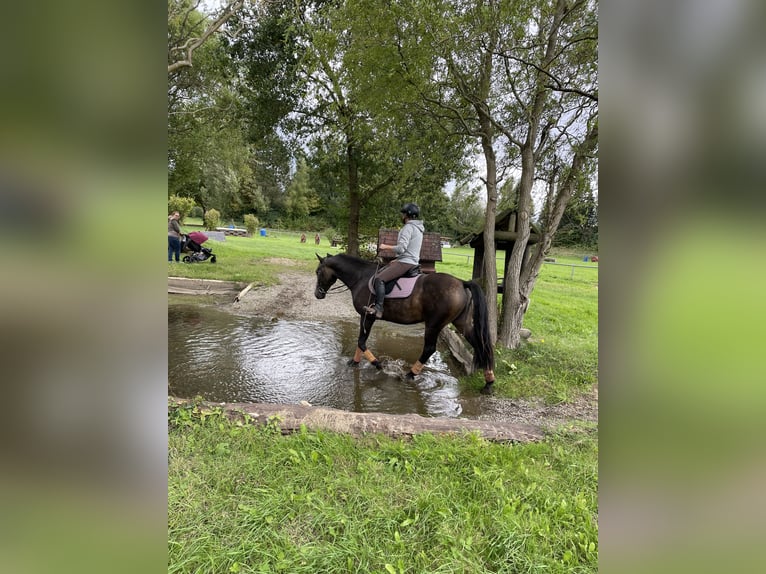 American Morgan Horse Gelding 10 years 15.1 hh Buckskin in Oberried