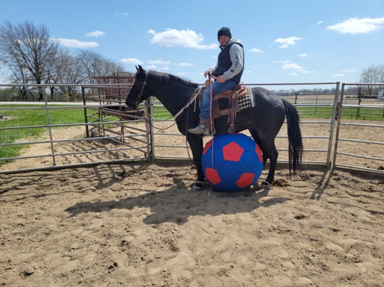 American Morgan Horse Gelding 10 years 15,1 hh Roan-Blue in Charleston IL