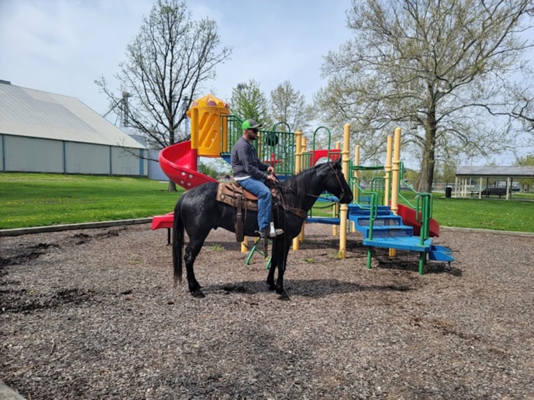 American Morgan Horse Gelding 10 years 15,1 hh Roan-Blue in Charleston IL