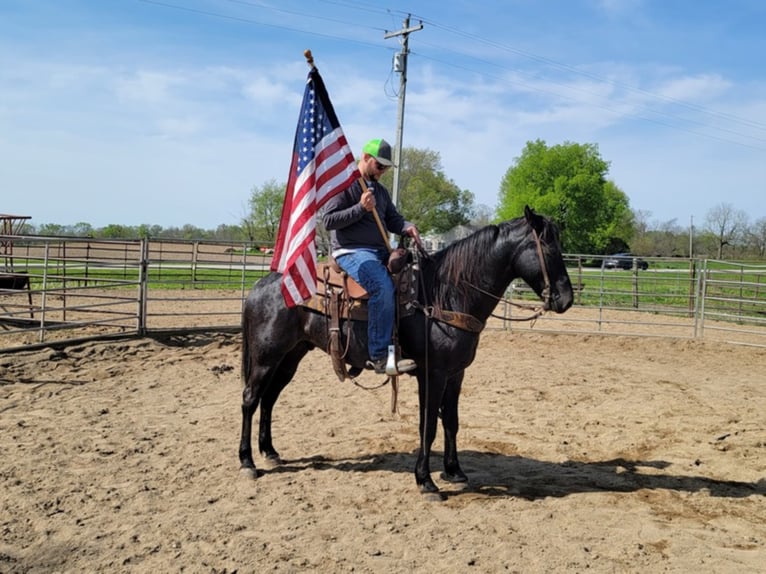 American Morgan Horse Gelding 10 years 15,1 hh Roan-Blue in Charleston IL