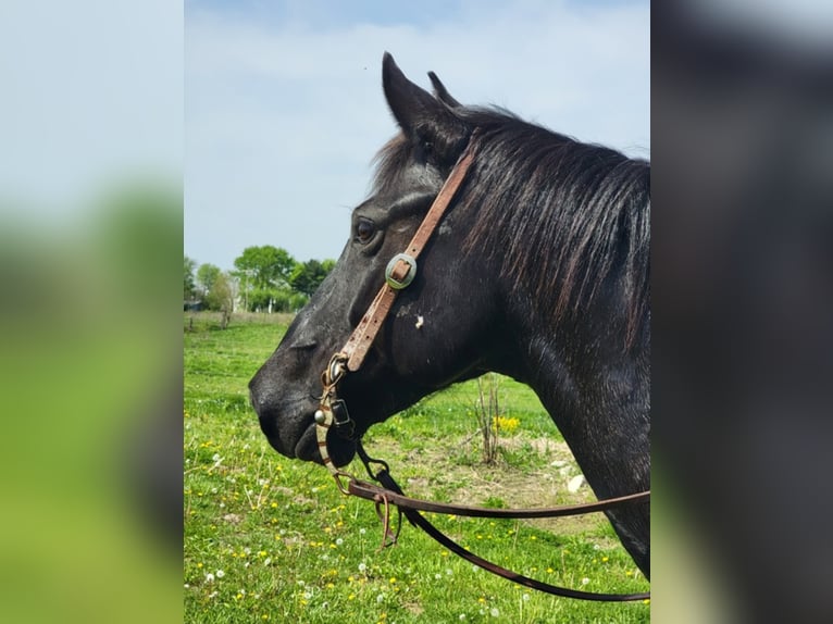 American Morgan Horse Gelding 10 years 15,1 hh Roan-Blue in Charleston IL