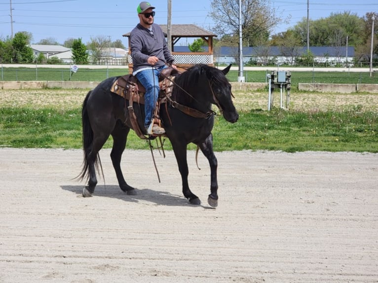 American Morgan Horse Gelding 10 years 15,1 hh Roan-Blue in Charleston IL