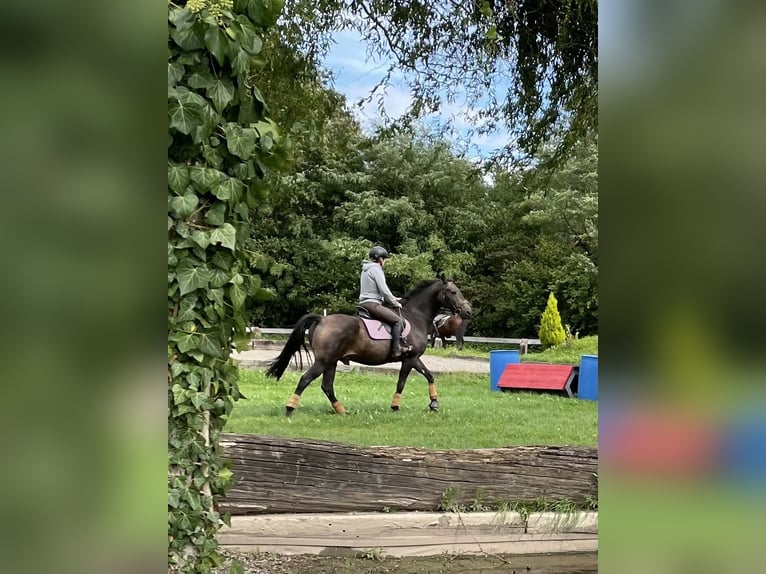 American Morgan Horse Gelding 10 years 15,1 hh Buckskin in Oberried