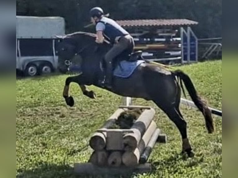 American Morgan Horse Gelding 10 years 15,1 hh Buckskin in Oberried