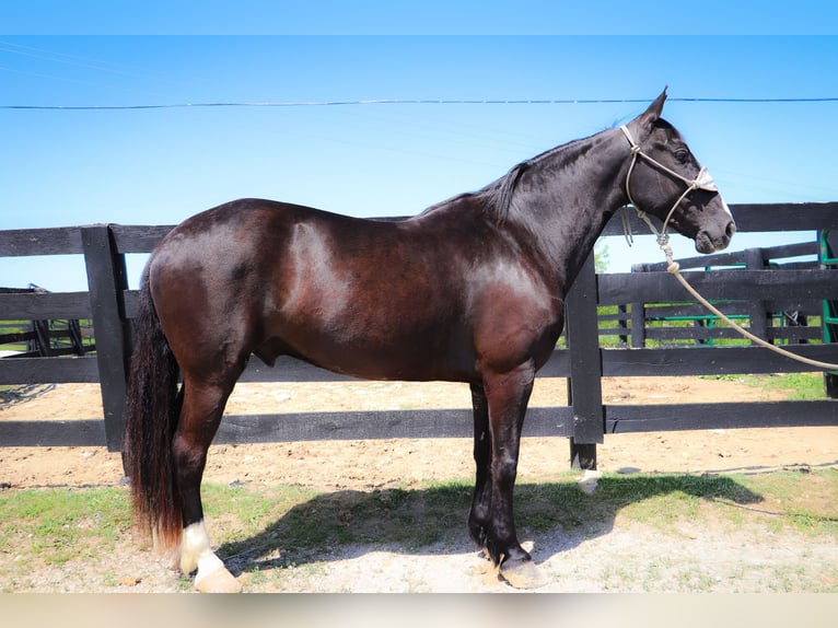 American Morgan Horse Gelding 12 years 14,3 hh Black in Hillsboro KY