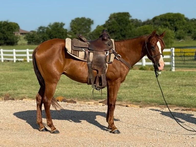 American Morgan Horse Gelding 12 years 15.1 hh Sorrel in Bronson