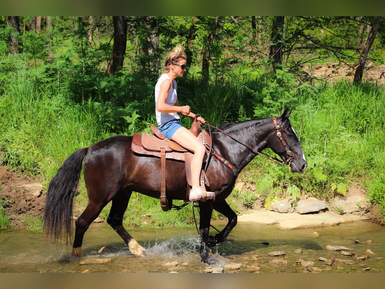 American Morgan Horse Gelding 13 years 14,3 hh Black in Hillsboro KY