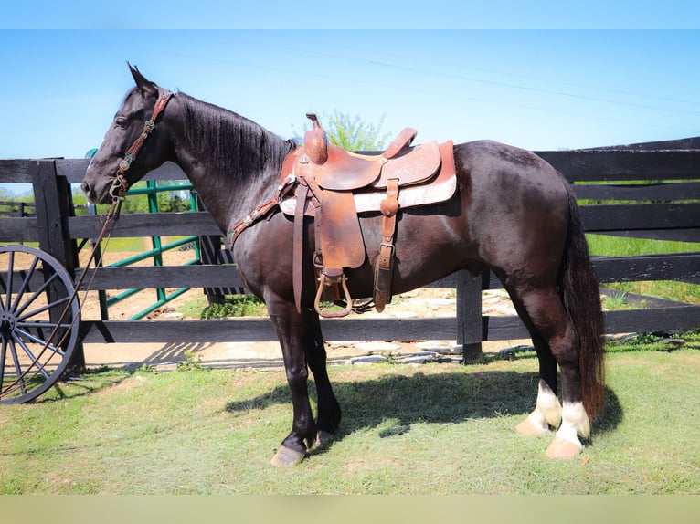 American Morgan Horse Gelding 13 years 14,3 hh Black in Hillsboro KY