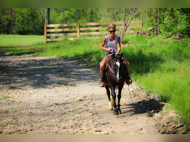 American Morgan Horse Gelding 13 years 14,3 hh Black in Hillsboro KY