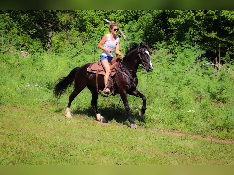 American Morgan Horse Gelding 13 years 14,3 hh Black in Hillsboro KY