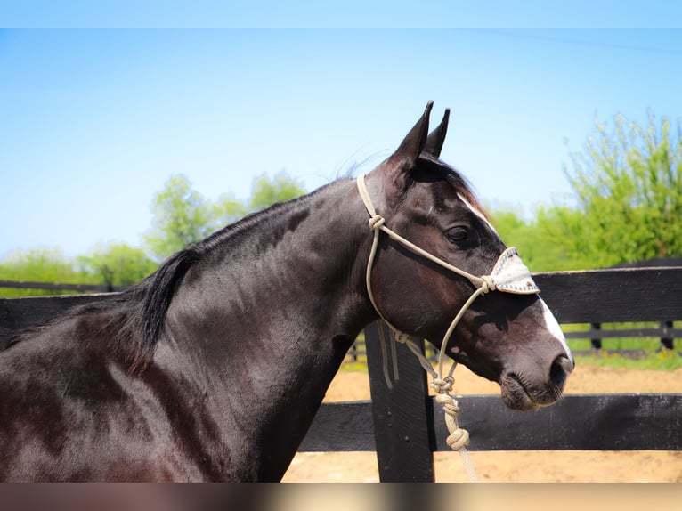 American Morgan Horse Gelding 13 years 14,3 hh Black in Hillsboro KY