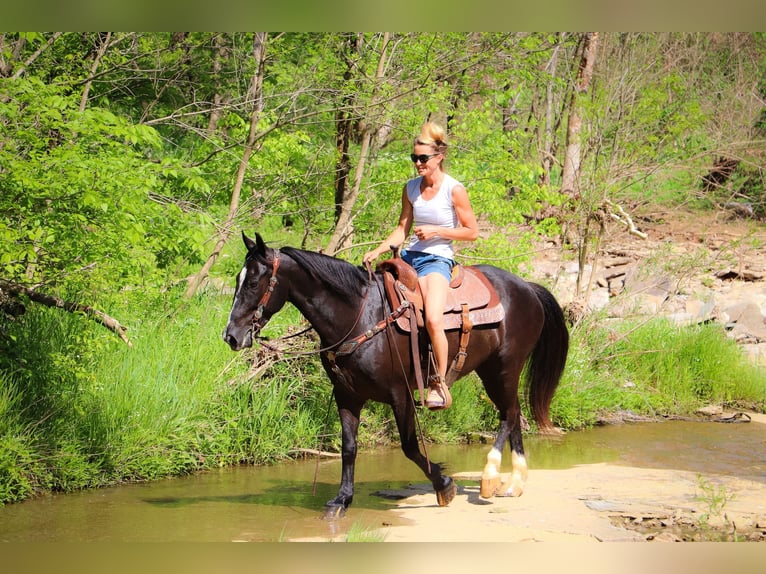 American Morgan Horse Gelding 13 years 14,3 hh Black in Hillsboro KY