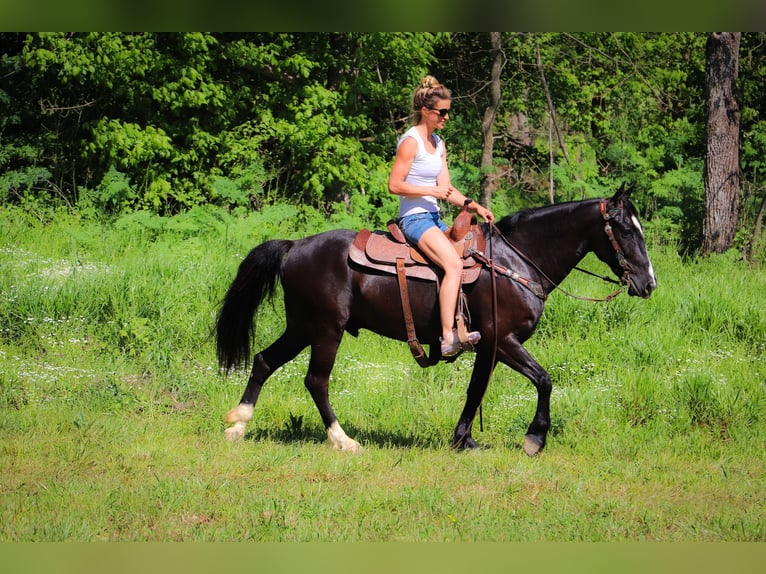 American Morgan Horse Gelding 13 years 14,3 hh Black in Hillsboro KY