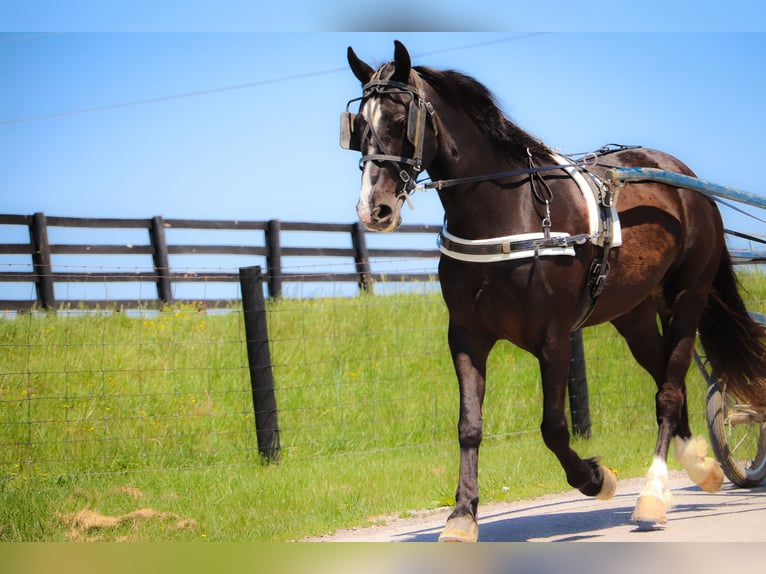 American Morgan Horse Gelding 13 years 14,3 hh Black in Hillsboro KY