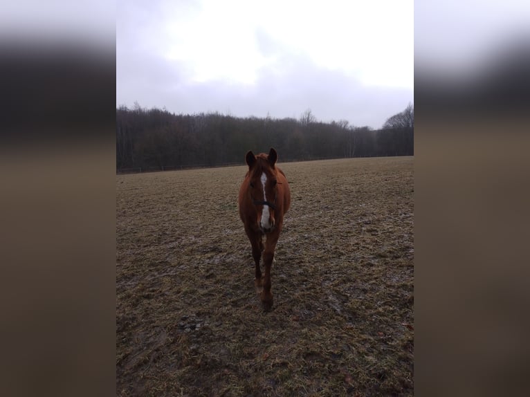 American Morgan Horse Gelding 13 years 15,2 hh Chestnut-Red in Bad Essen
