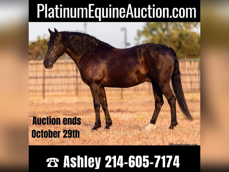 American Morgan Horse Gelding 15 years 15 hh Black in Weatherford TX