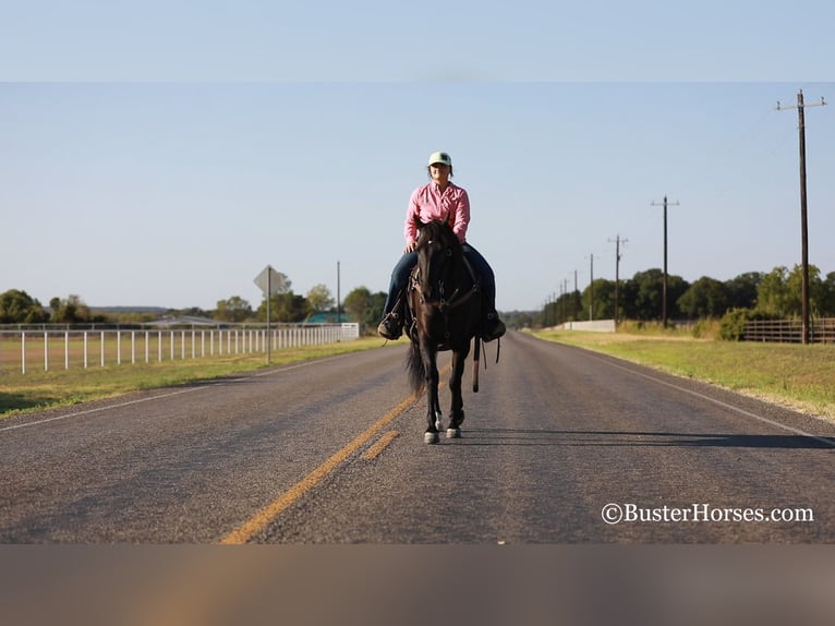 American Morgan Horse Gelding 15 years 15 hh Black in Weatherford TX
