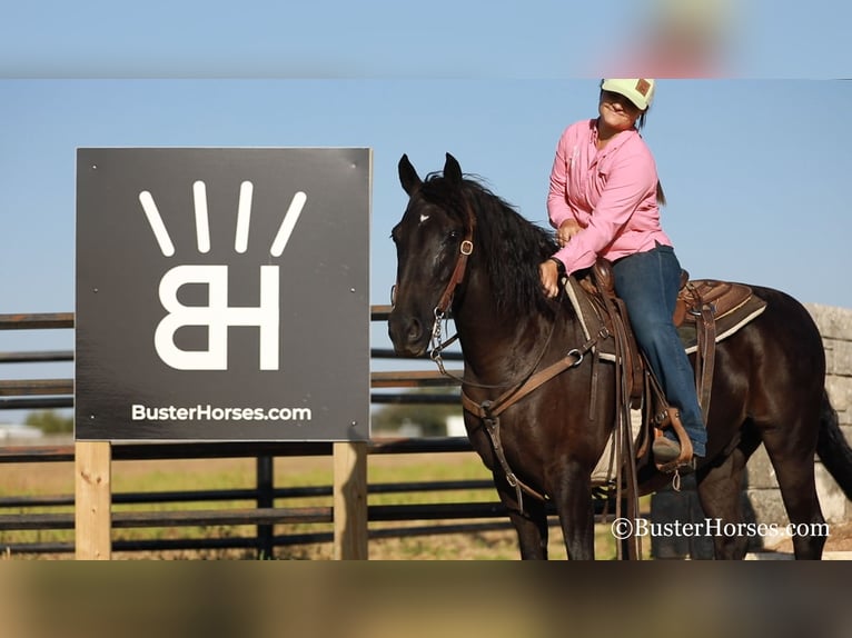 American Morgan Horse Gelding 15 years 15 hh Black in Weatherford TX