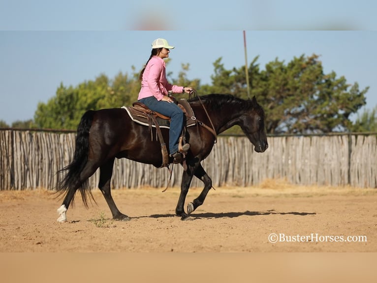 American Morgan Horse Gelding 15 years 15 hh Black in Weatherford TX