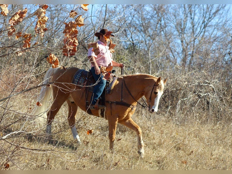 American Morgan Horse Mix Gelding 15 years 15,2 hh Palomino in Stephenville, TX