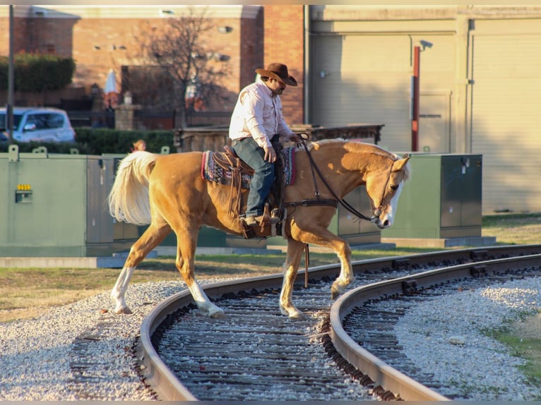 American Morgan Horse Mix Gelding 15 years 15,2 hh Palomino in Stephenville, TX