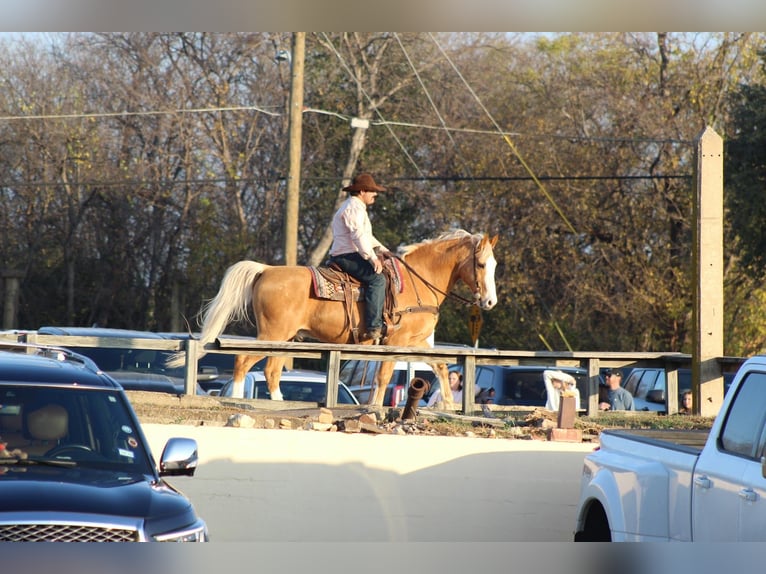 American Morgan Horse Mix Gelding 15 years 15,2 hh Palomino in Stephenville, TX