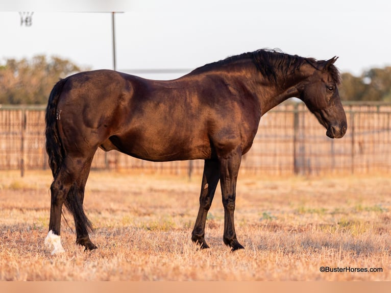 American Morgan Horse Gelding 17 years 15 hh Black in Weatherford TX