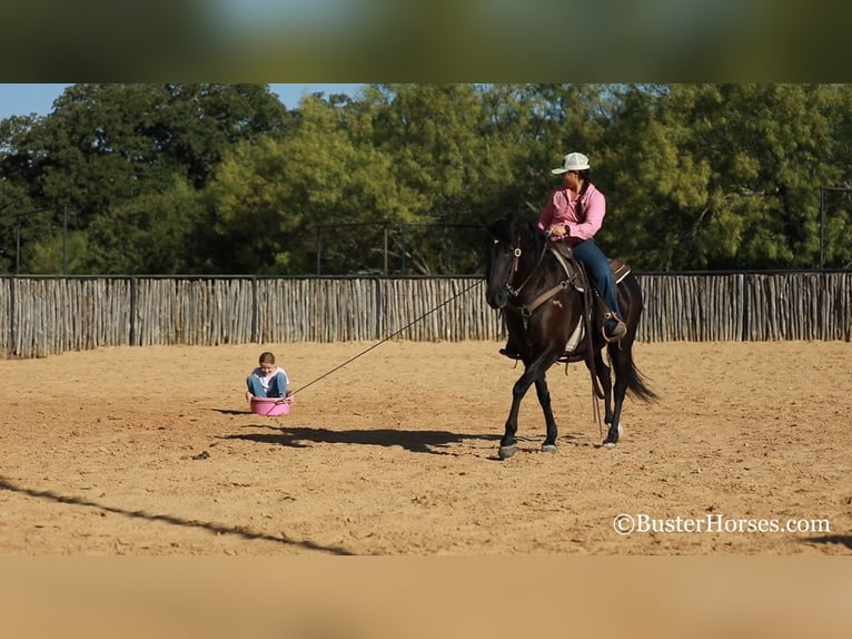 American Morgan Horse Gelding 17 years 15 hh Black in Weatherford TX