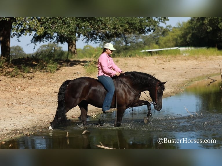 American Morgan Horse Gelding 17 years 15 hh Black in Weatherford TX