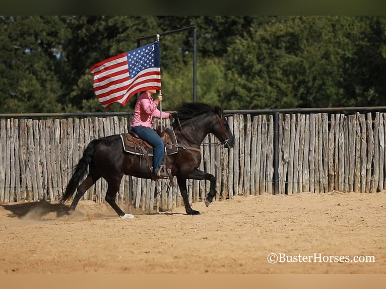 American Morgan Horse Gelding 17 years 15 hh Black in Weatherford TX