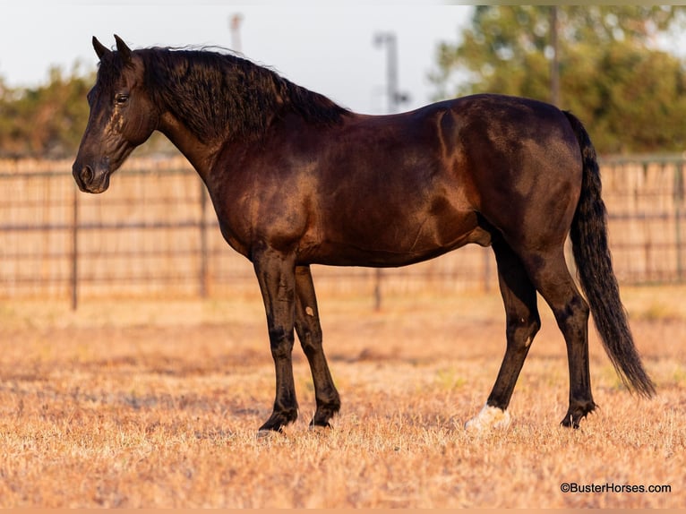 American Morgan Horse Gelding 17 years 15 hh Black in Weatherford TX