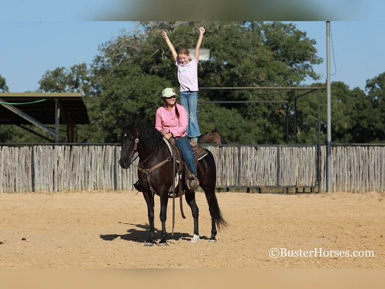 American Morgan Horse Gelding 17 years 15 hh Black in Weatherford TX